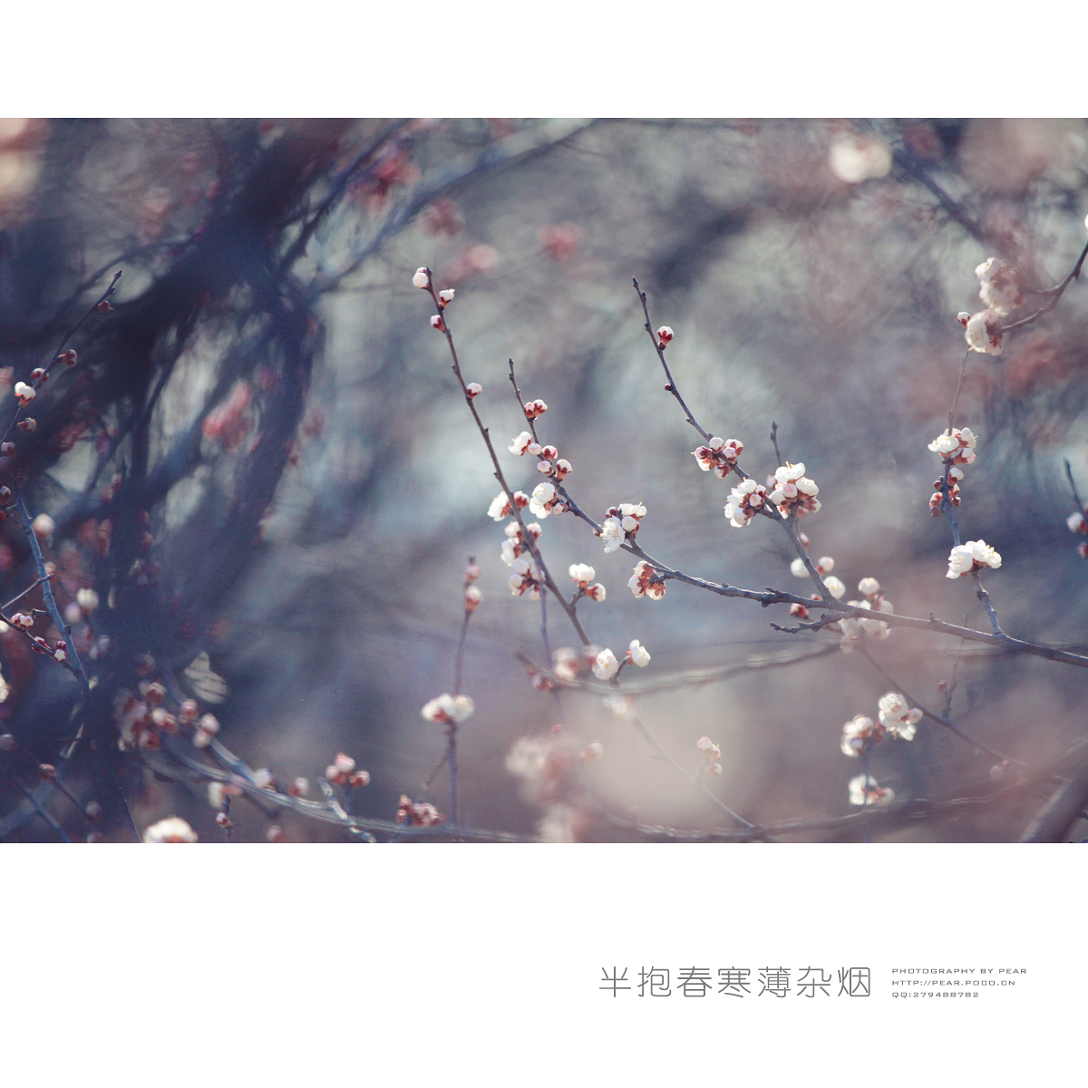 半抱春寒薄杂烟（续）