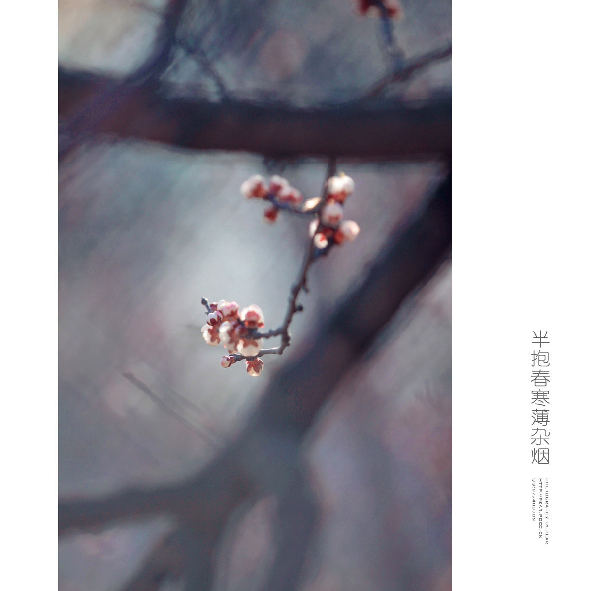 半抱春寒薄杂烟