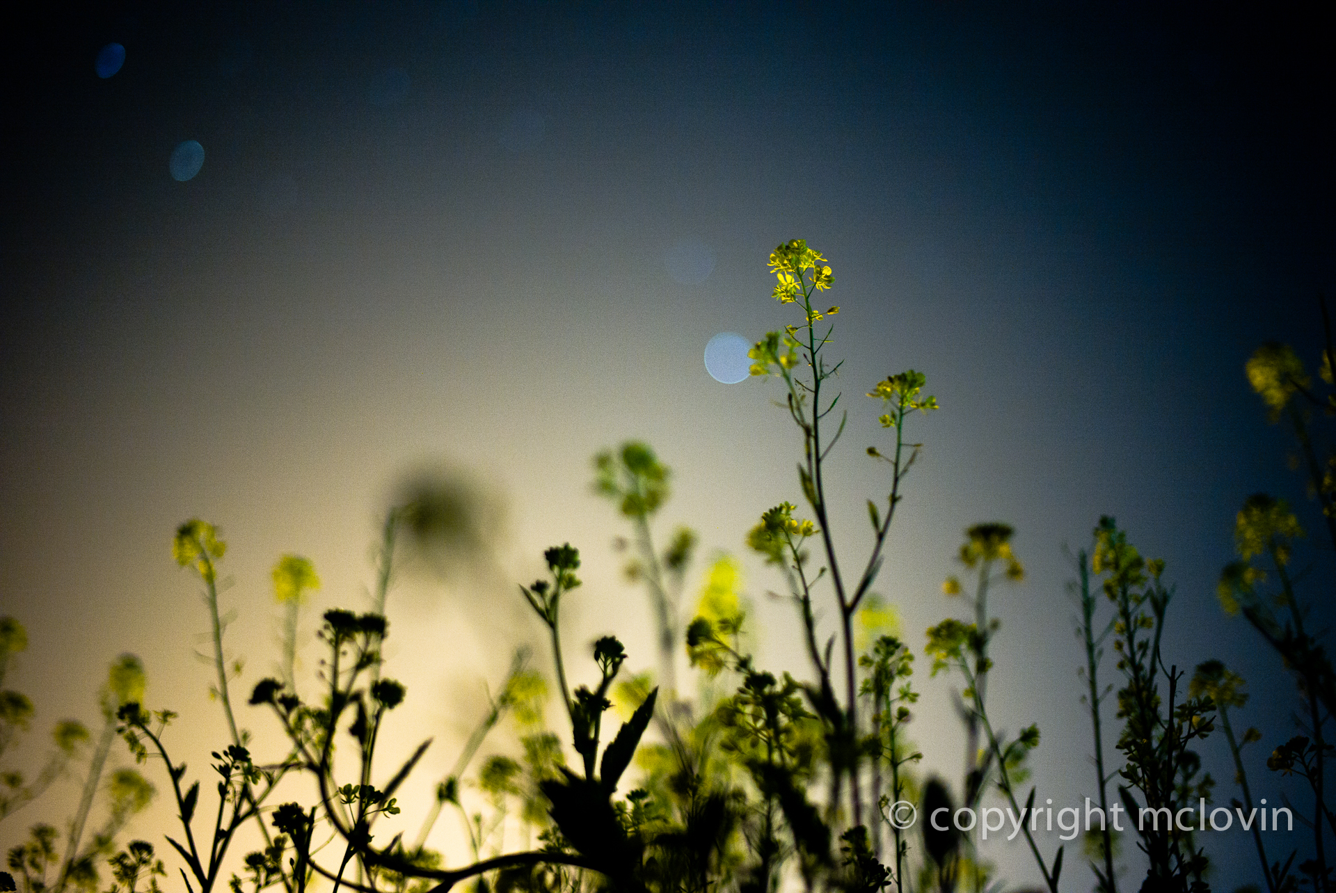 星空下的油菜花