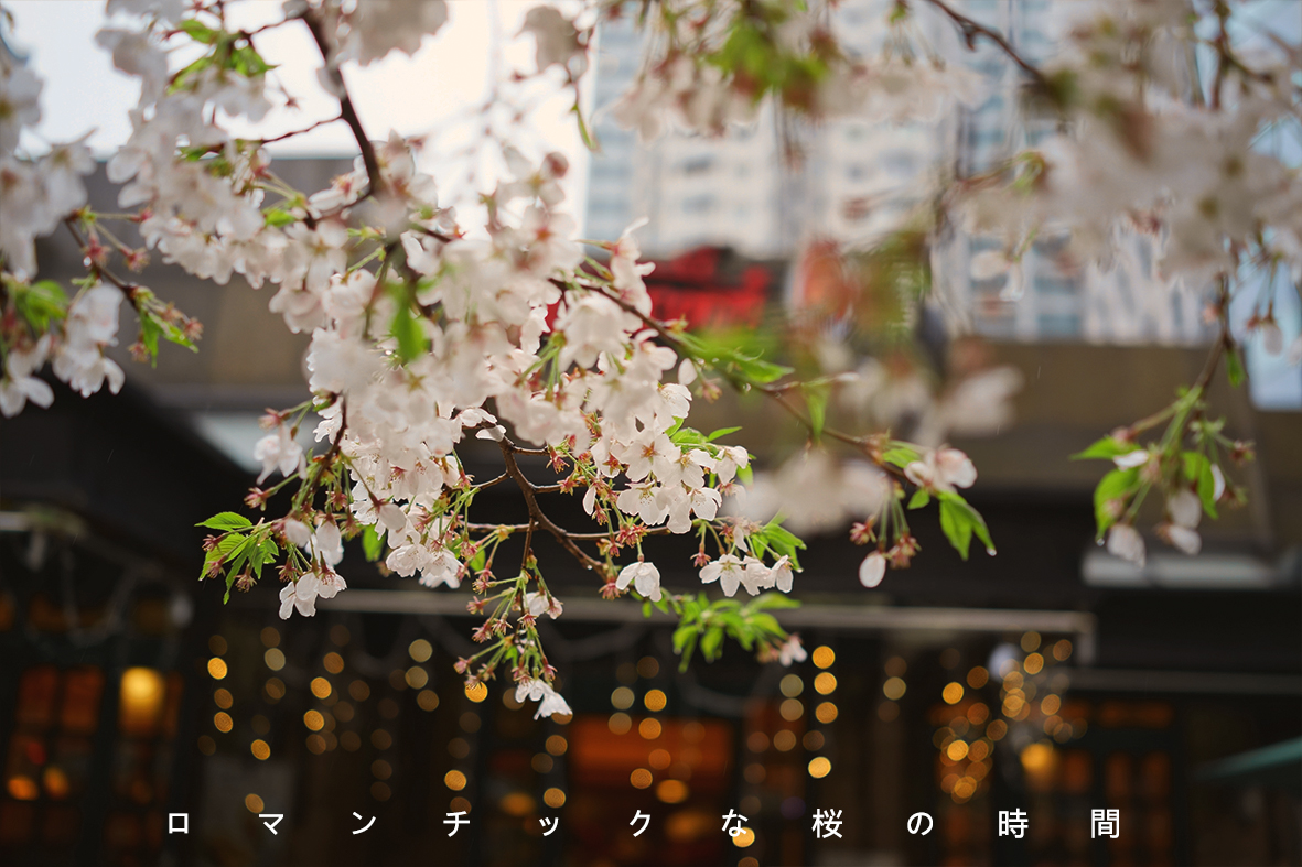 3月 上海 物华路 樱