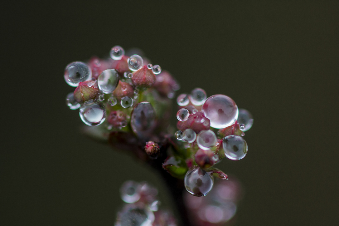 云南-罗平油菜花