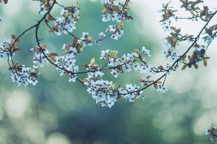 春天里偶遇的花和猫