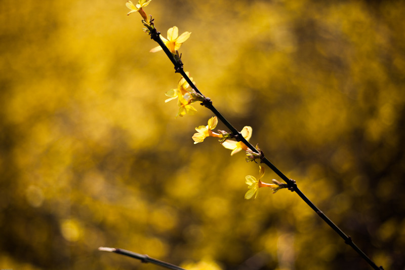 20140321奥林匹克森林公园（下）