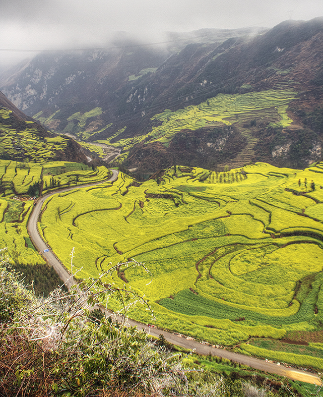 云南-罗平油菜花
