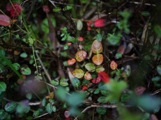 小黑卡日志-五月-夏の物语（三）