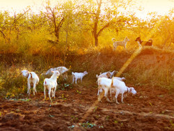 秋意渐浓的田野