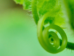 蔬菜の花第二季&nbsp;蜂恋黄瓜花