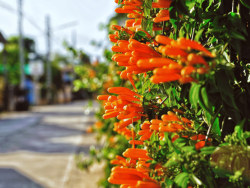 【鱼在囧途】泰国清迈自由行走——B