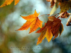 西湖·断桥残阳