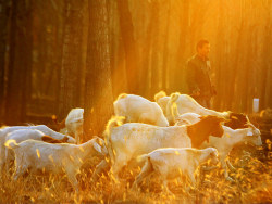 乡村的下午时光（一）