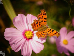 杭州茅家埠湿地水鸟扑食与野花