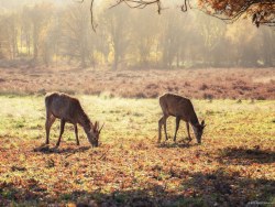 Richmond park
