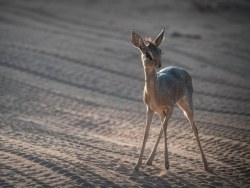 人在非洲——黑摄会带你拍桑布鲁