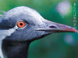 《你是我的眼》