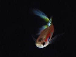 我家的孔雀鱼7期