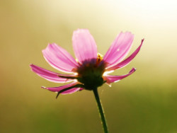 《花の姿态》&nbsp;#&nbsp;layy的时光机&nbsp;#