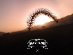 夕阳下の狗尾巴草