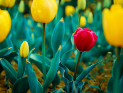 《尚湖边的花儿》_想·享摄影