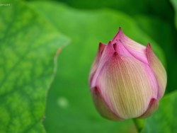 初夏，漫游三水荷花世界