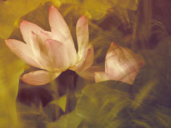 那年&nbsp;遇见莲