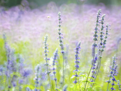 有熏衣草的花园