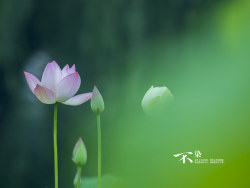 【不染】几张荷花