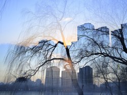 静静的重游紫竹院