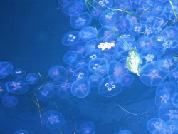 如梦境般的水母。