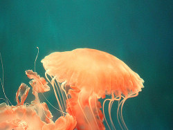 透明の海底世界