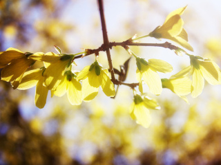 春花烂漫#美好生活#