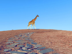 [ 天池里的长颈鹿 ]