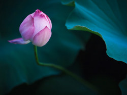 又是一年荷花开