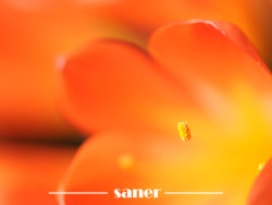 君子之兰-微距花卉摄影【SANER】