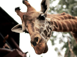 非洲肯尼亚——萌物长颈鹿