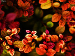 秋天来了，可夏天还不愿走