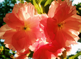 又到春花烂漫时，