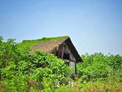 {&nbsp;夏&nbsp;●&nbsp;初&nbsp;}