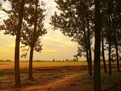 通往麦田的小路