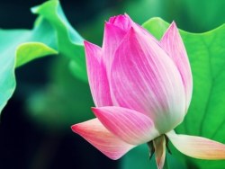 《夏荷》# layy的时光机 #