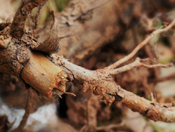 NEX-5RL初学试用，放图几张