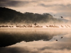 黑摄会出品《梦幻火烈鸟》