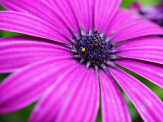 一组微距路边野花