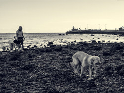 大澳——自然生态