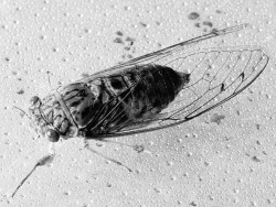 想去泡妞的知了先生