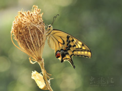 金凤蝶 化茧成蝶