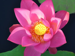 桃子湖畔的荷花